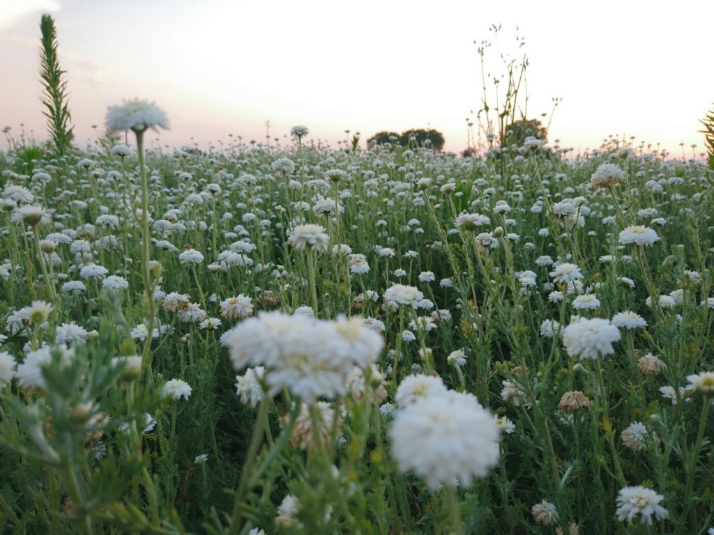 fioritura camomilla romana